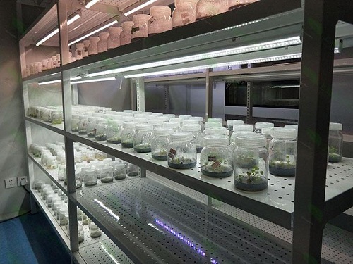 辽中植物组织培养实验室设计建设方案